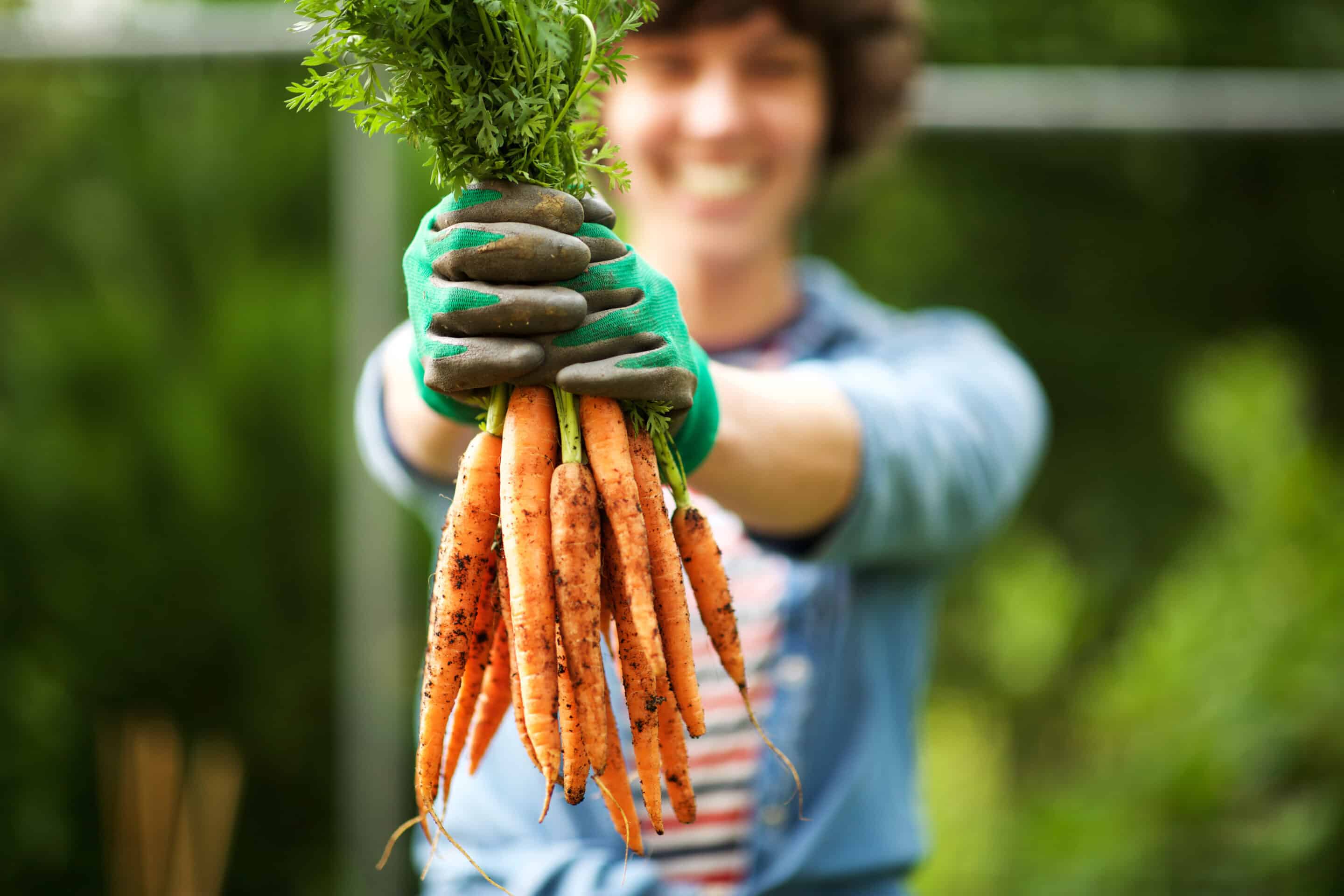 A gardener holding a fresh harvest of carrots